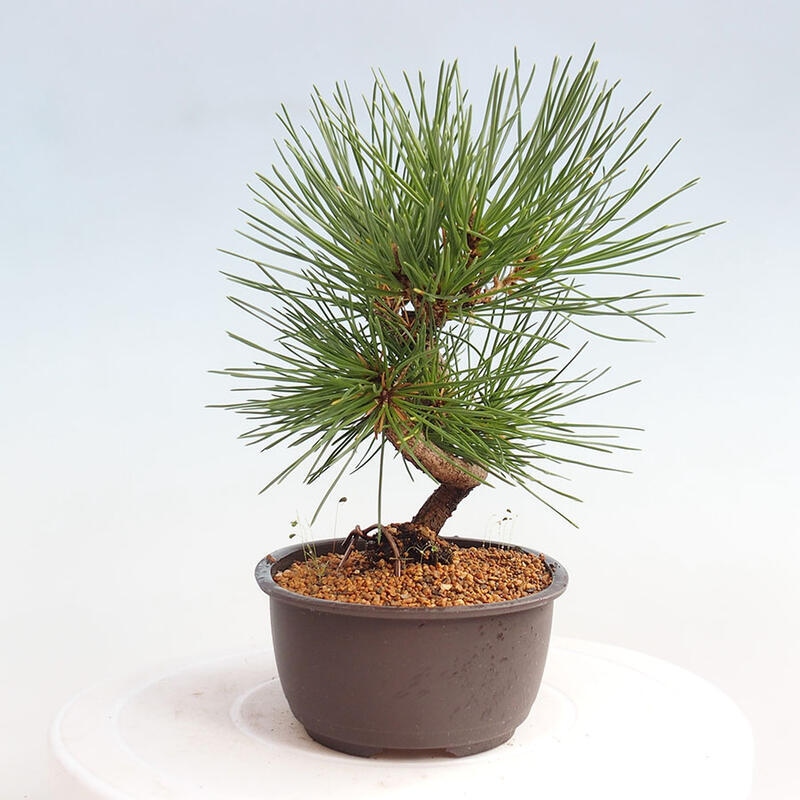 Venkovní bonsai - Pinus thunbergii - Borovice thunbergova