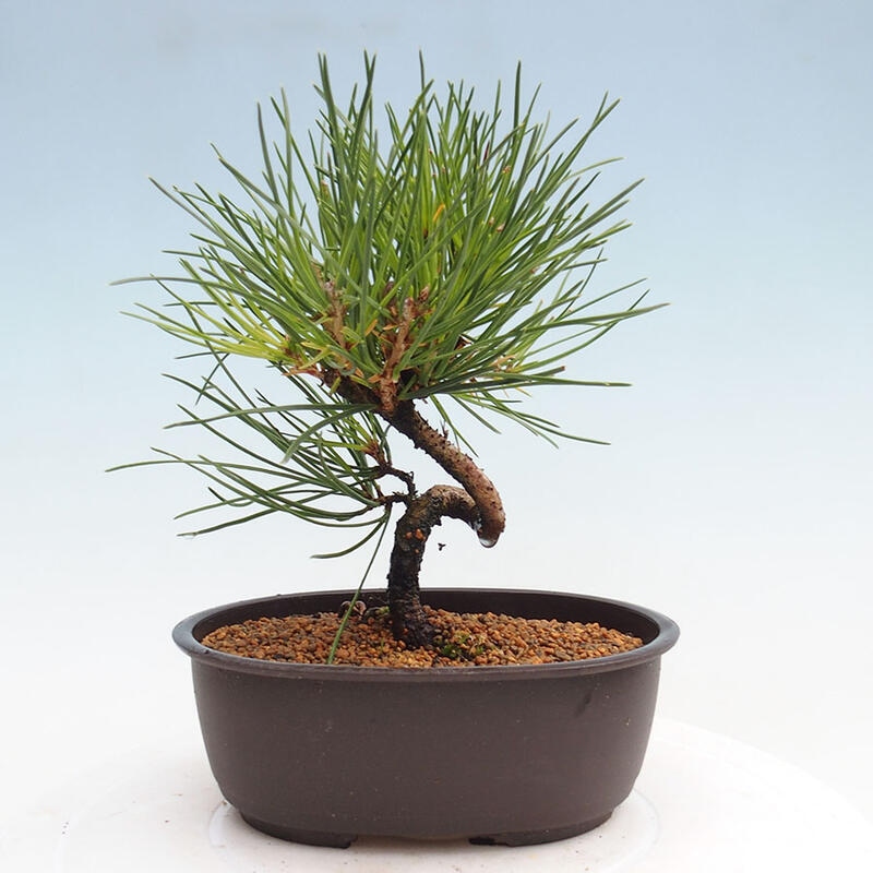 Venkovní bonsai - Pinus thunbergii - Borovice thunbergova