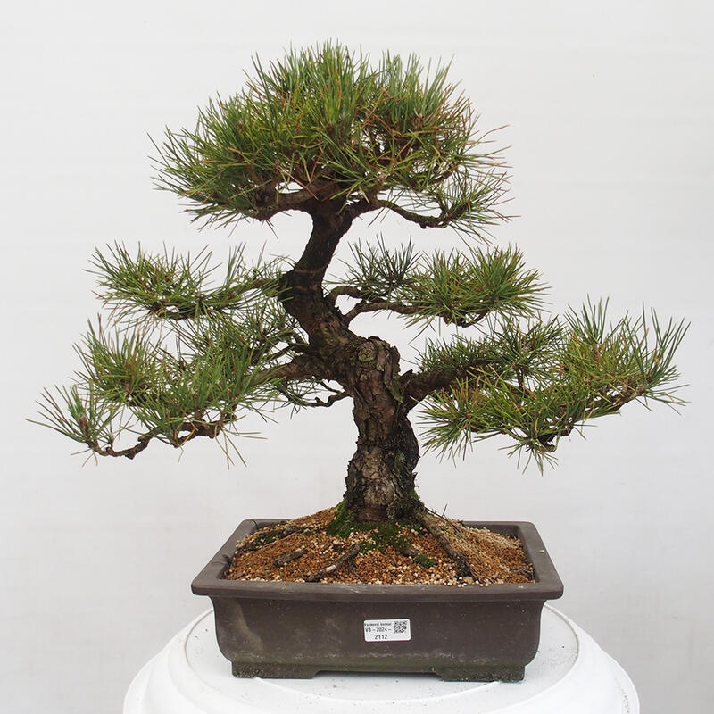 Venkovní bonsai - Pinus thunbergii - Borovice thunbergova