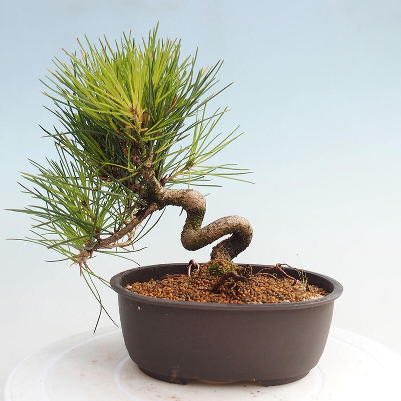 Venkovní bonsai - Pinus thunbergii - Borovice thunbergova