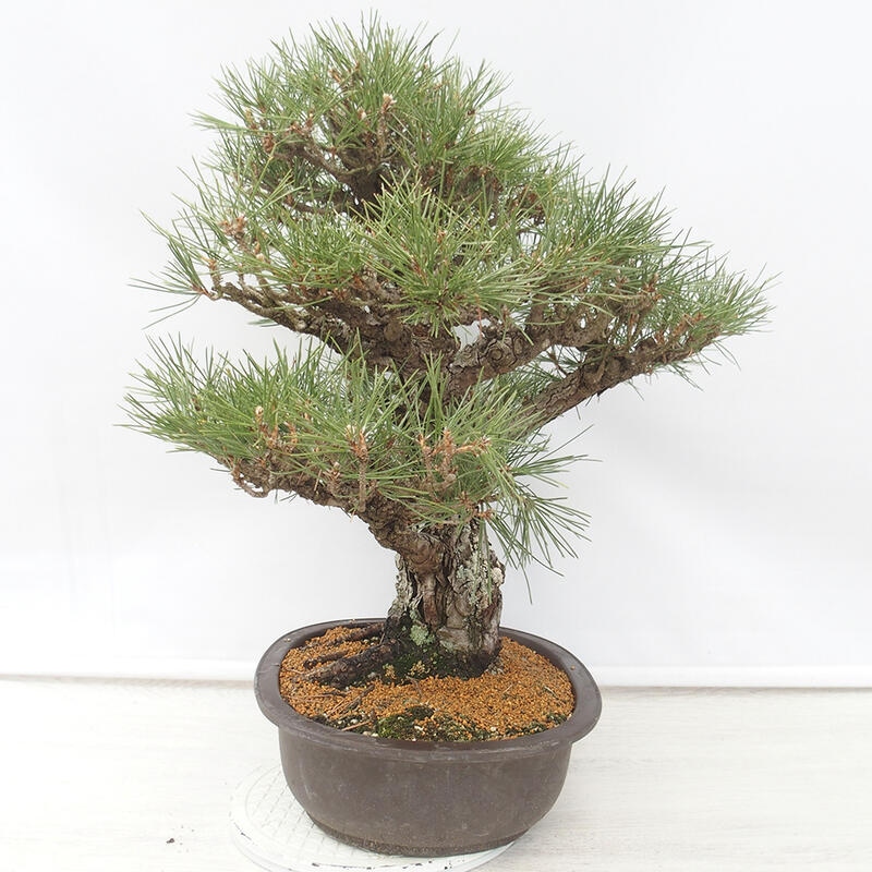 Venkovní bonsai - Pinus thunbergii - Borovice thunbergova