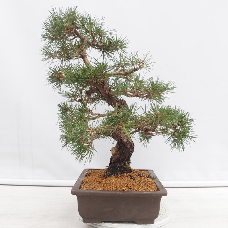 Venkovní bonsai - Pinus thunbergii - Borovice thunbergova