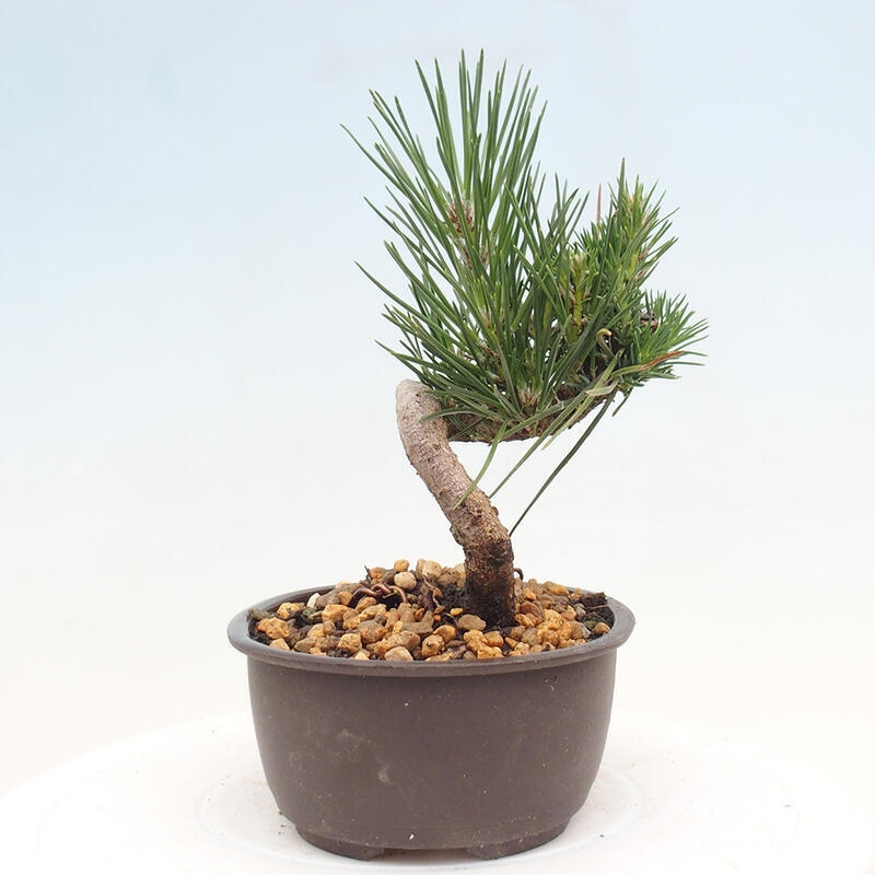 Venkovní bonsai - Pinus thunbergii - Borovice thunbergova