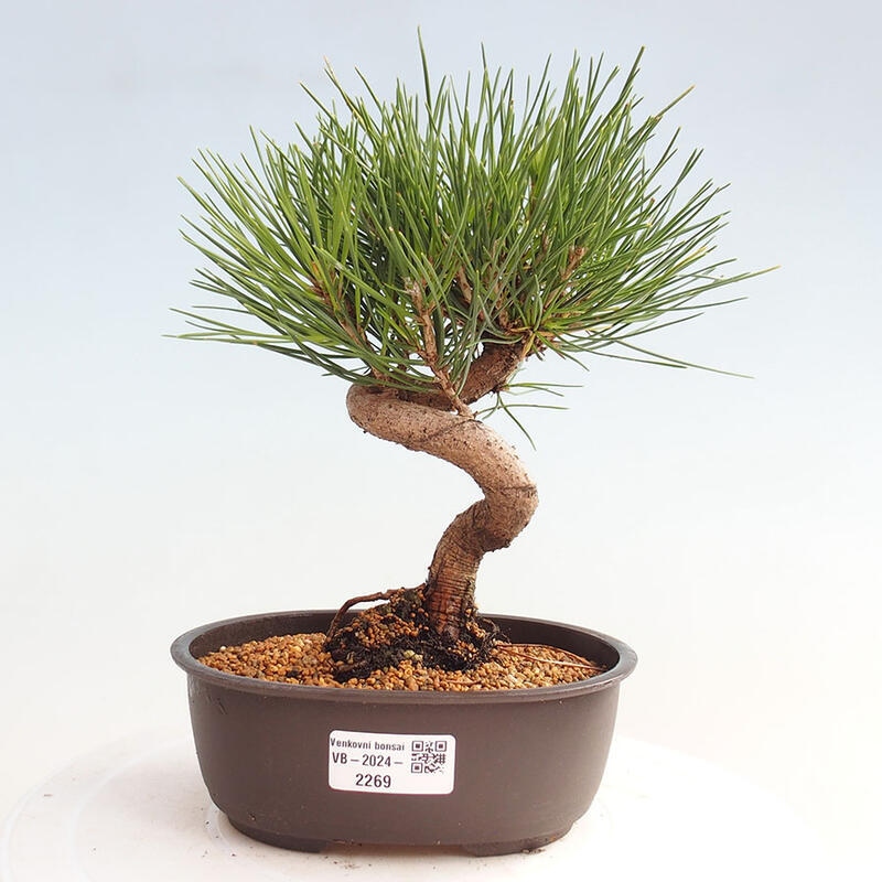 Venkovní bonsai - Pinus thunbergii - Borovice thunbergova