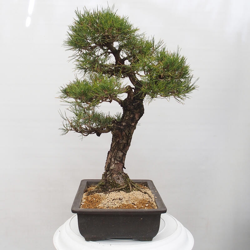 Venkovní bonsai - Pinus thunbergii - Borovice thunbergova