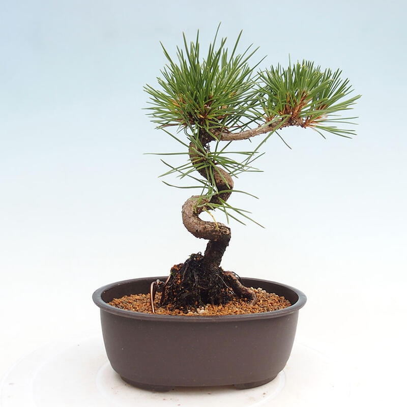 Venkovní bonsai - Pinus thunbergii - Borovice thunbergova