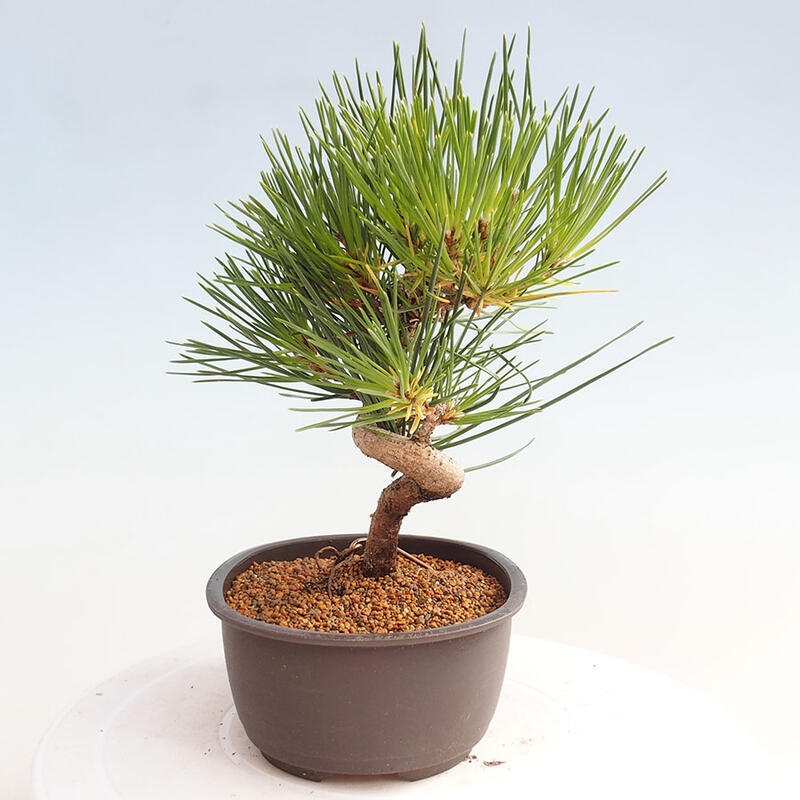 Venkovní bonsai - Pinus thunbergii - Borovice thunbergova