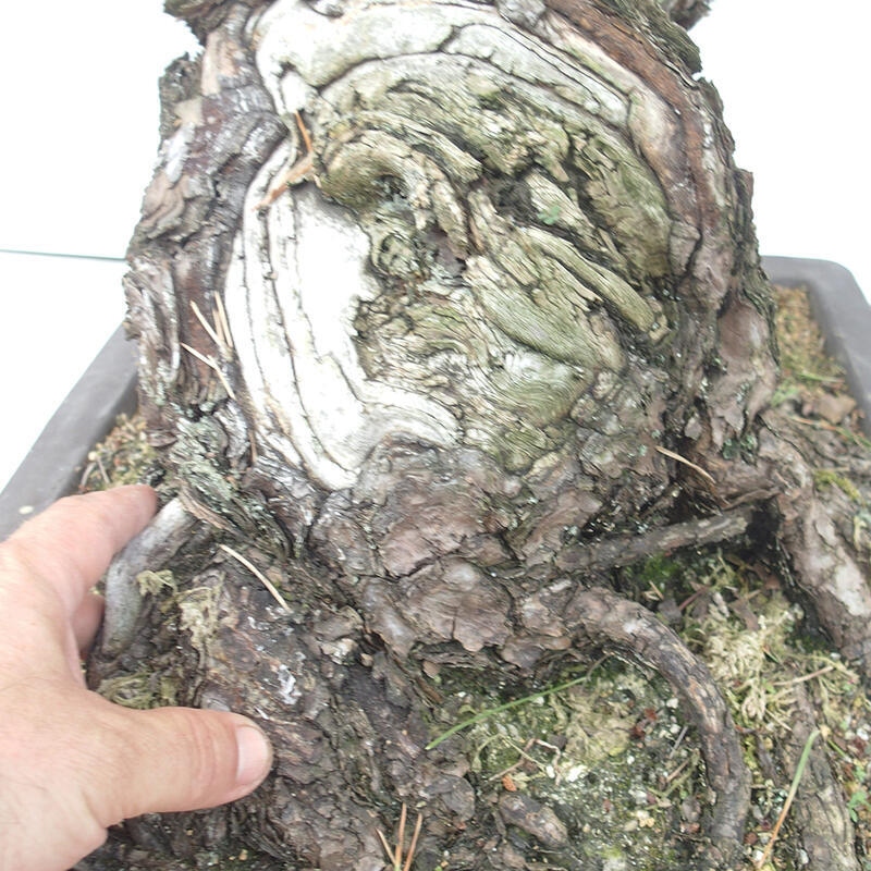 Venkovní bonsai - Pinus thunbergii - Borovice thunbergova