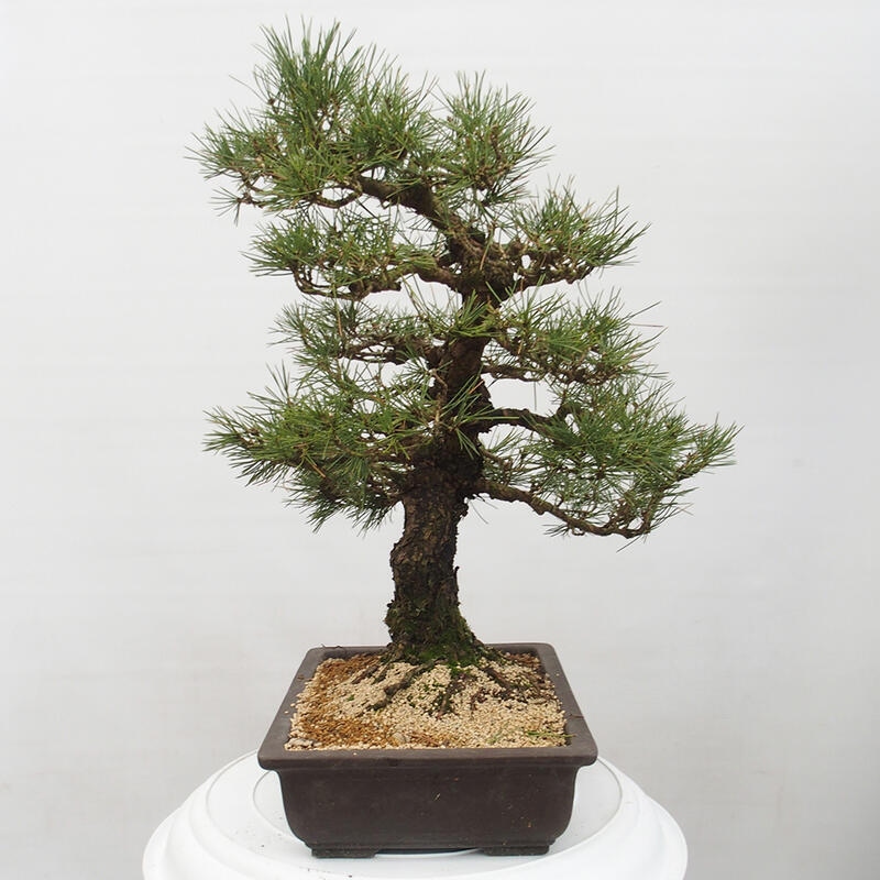 Venkovní bonsai - Pinus thunbergii - Borovice thunbergova