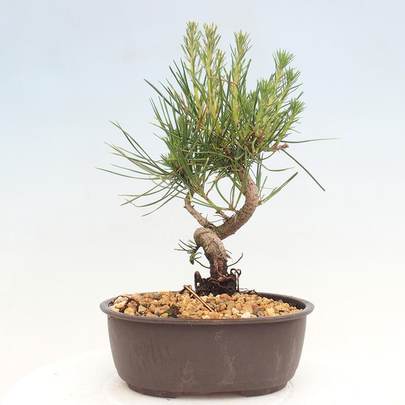 Venkovní bonsai - Pinus thunbergii - Borovice thunbergova