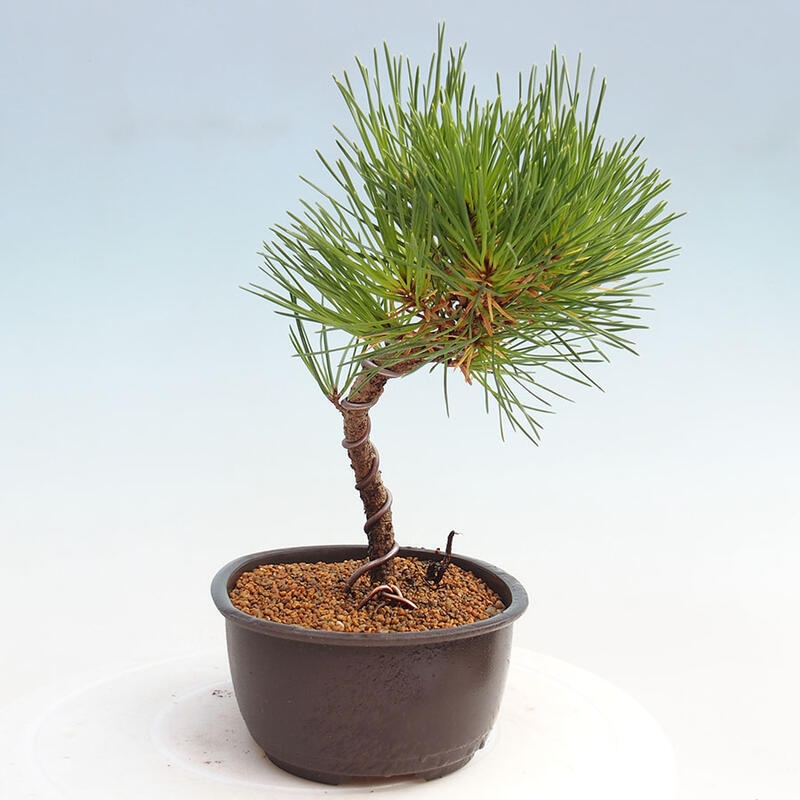 Venkovní bonsai - Pinus thunbergii - Borovice thunbergova