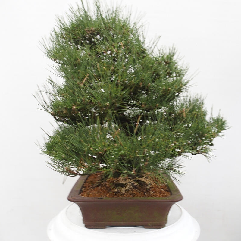 Venkovní bonsai - Pinus thunbergii - Borovice thunbergova