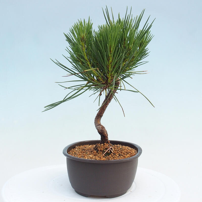 Venkovní bonsai - Pinus thunbergii - Borovice thunbergova