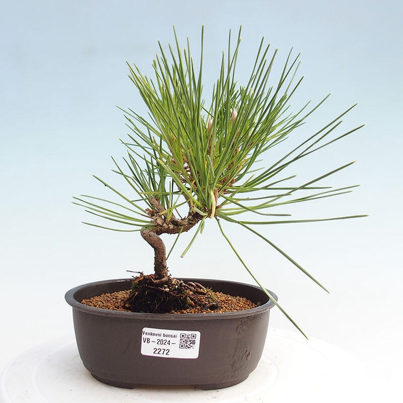 Venkovní bonsai - Pinus thunbergii - Borovice thunbergova