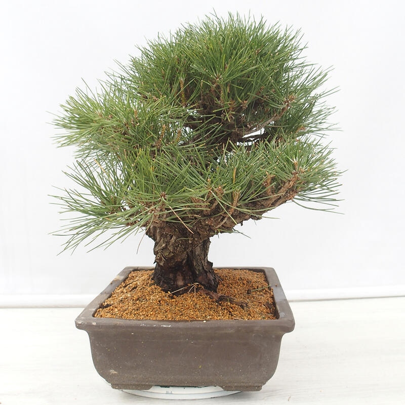 Venkovní bonsai - Pinus thunbergii - Borovice thunbergova