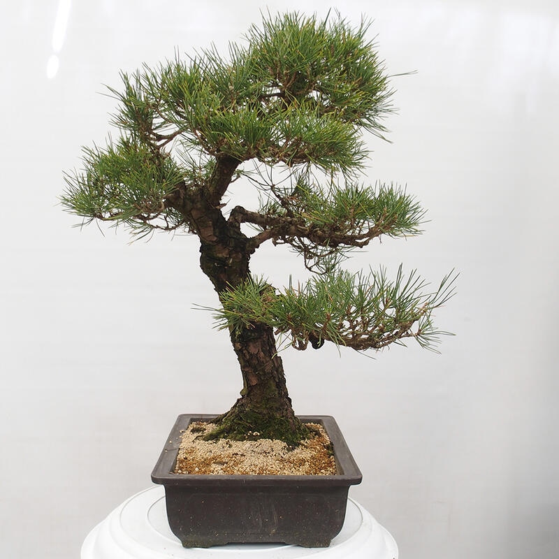 Venkovní bonsai - Pinus thunbergii - Borovice thunbergova