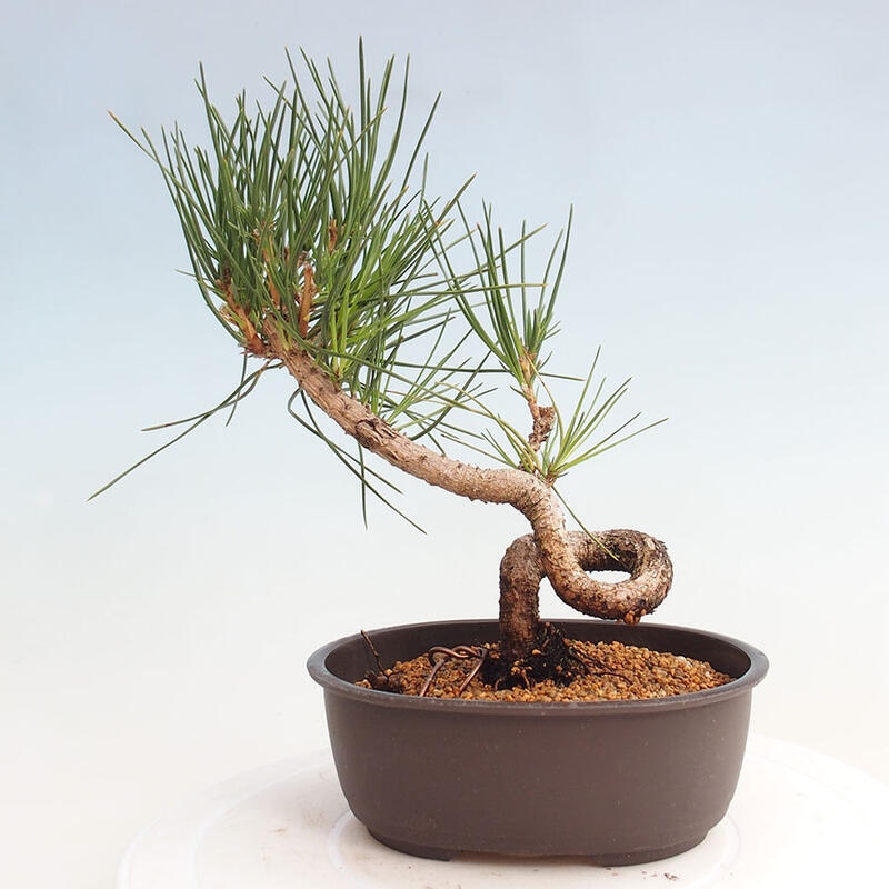 Venkovní bonsai - Pinus thunbergii - Borovice thunbergova