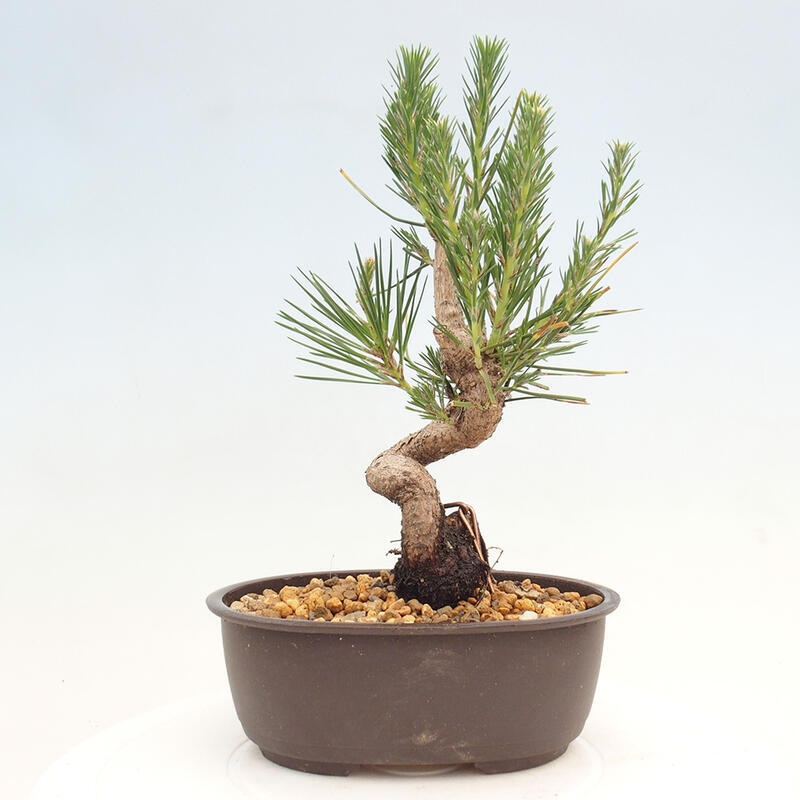 Venkovní bonsai - Pinus thunbergii - Borovice thunbergova