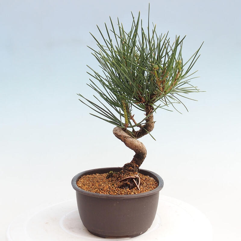 Venkovní bonsai - Pinus thunbergii - Borovice thunbergova