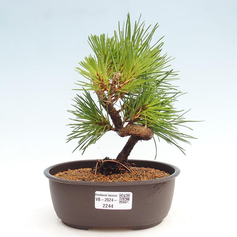 Venkovní bonsai - Pinus thunbergii - Borovice thunbergova