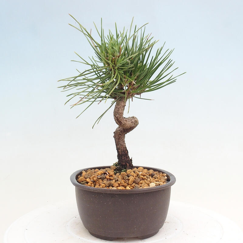 Venkovní bonsai - Pinus thunbergii - Borovice thunbergova