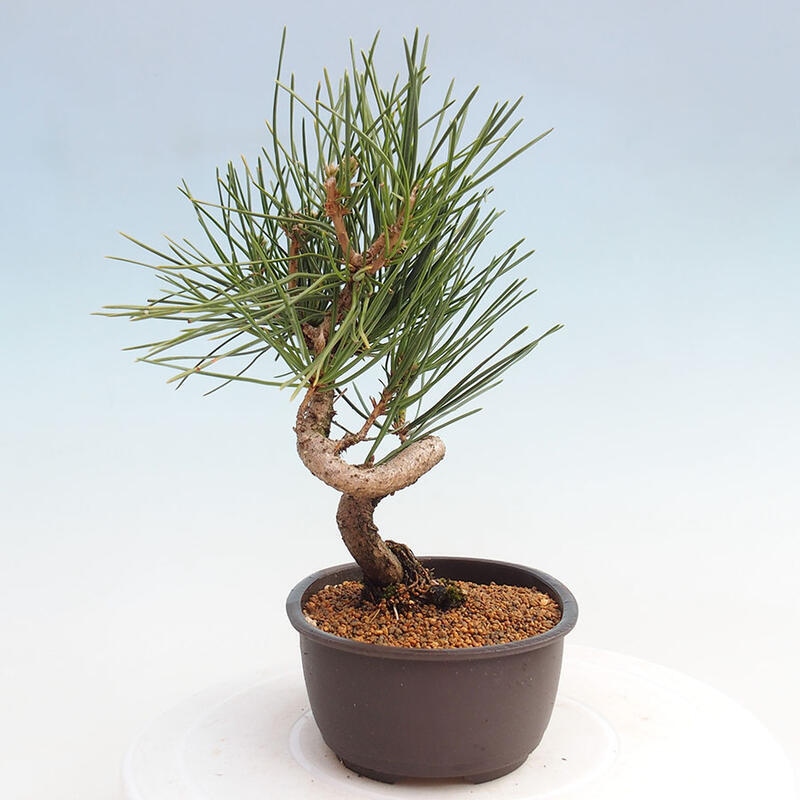 Venkovní bonsai - Pinus thunbergii - Borovice thunbergova