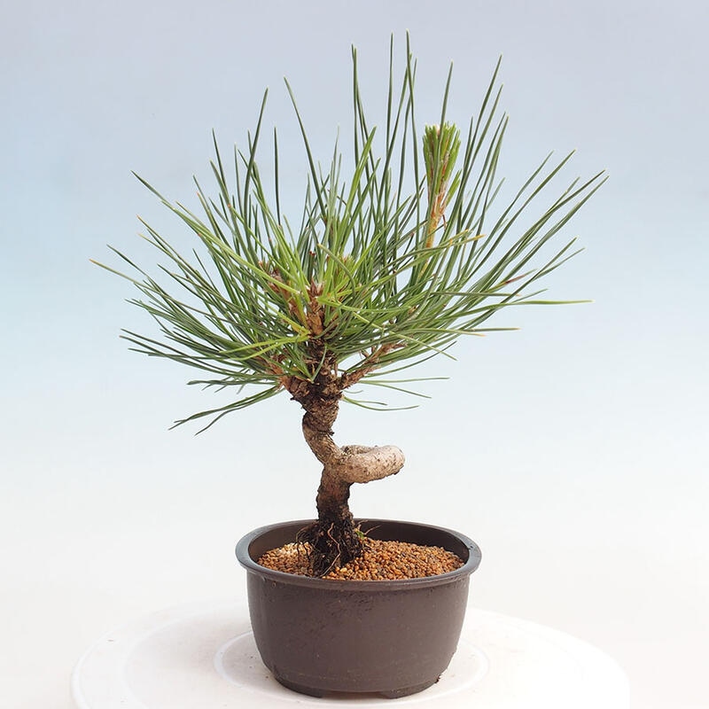 Venkovní bonsai - Pinus thunbergii - Borovice thunbergova