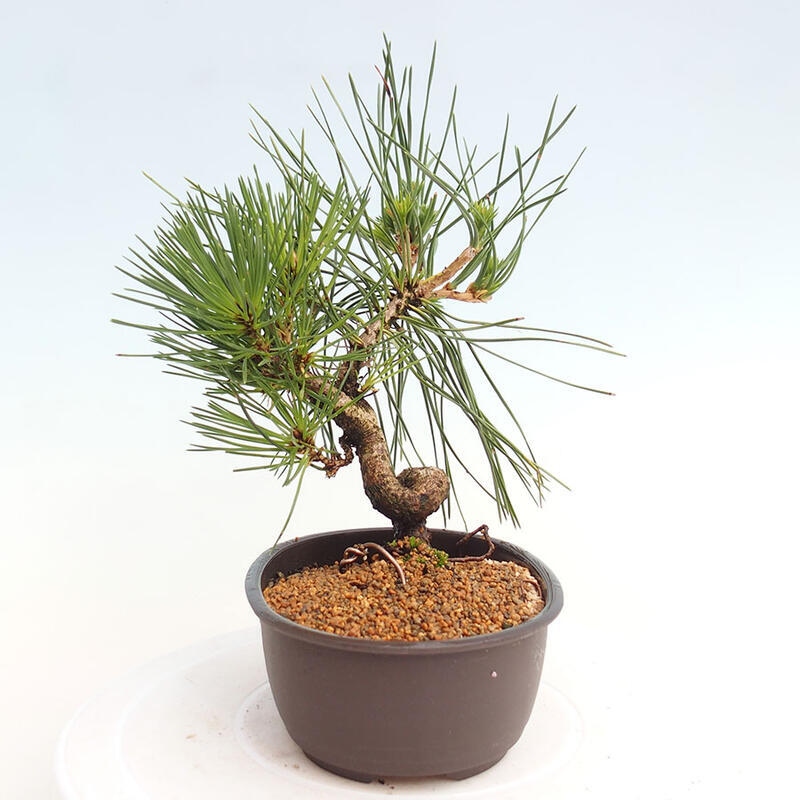 Venkovní bonsai - Pinus thunbergii - Borovice thunbergova