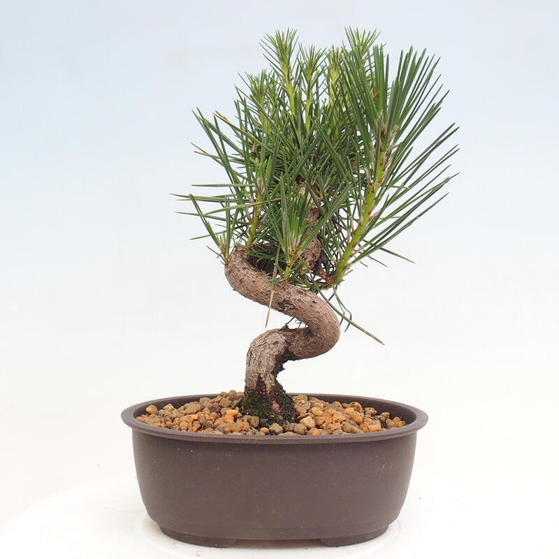 Venkovní bonsai - Pinus thunbergii - Borovice thunbergova