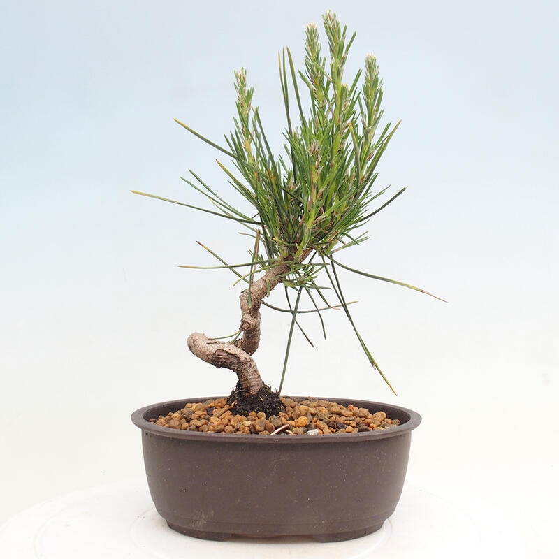 Venkovní bonsai - Pinus thunbergii - Borovice thunbergova