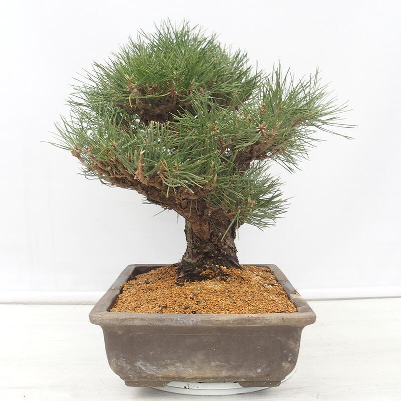 Venkovní bonsai - Pinus thunbergii - Borovice thunbergova