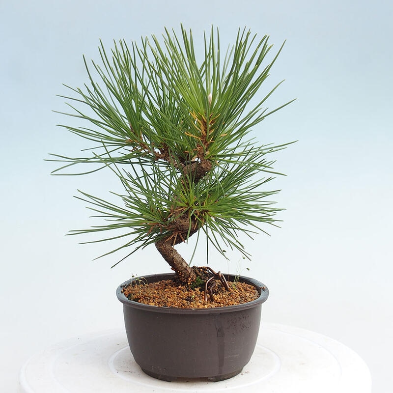 Venkovní bonsai - Pinus thunbergii - Borovice thunbergova