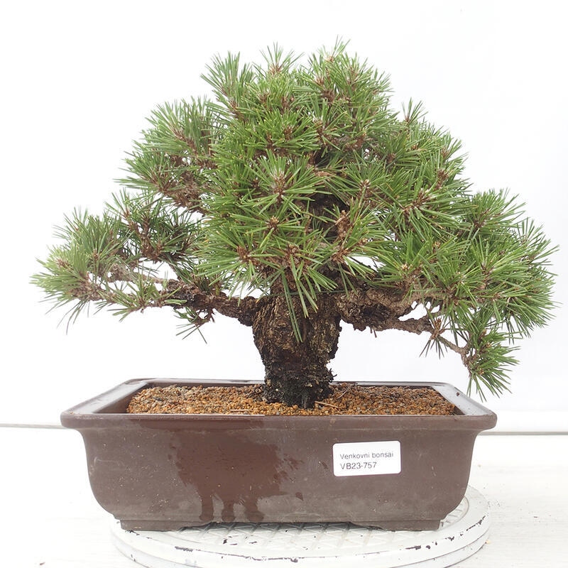 Venkovní bonsai - Pinus thunbergii - Borovice thunbergova