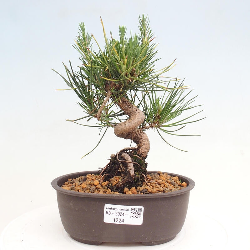 Venkovní bonsai - Pinus thunbergii - Borovice thunbergova