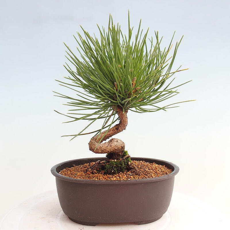 Venkovní bonsai - Pinus thunbergii - Borovice thunbergova