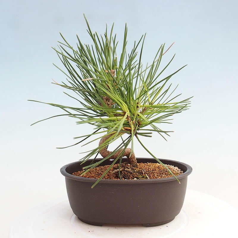 Venkovní bonsai - Pinus thunbergii - Borovice thunbergova