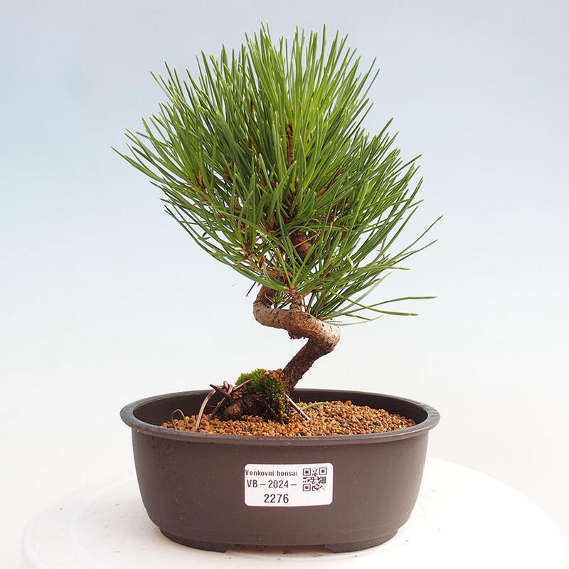 Venkovní bonsai - Pinus thunbergii - Borovice thunbergova