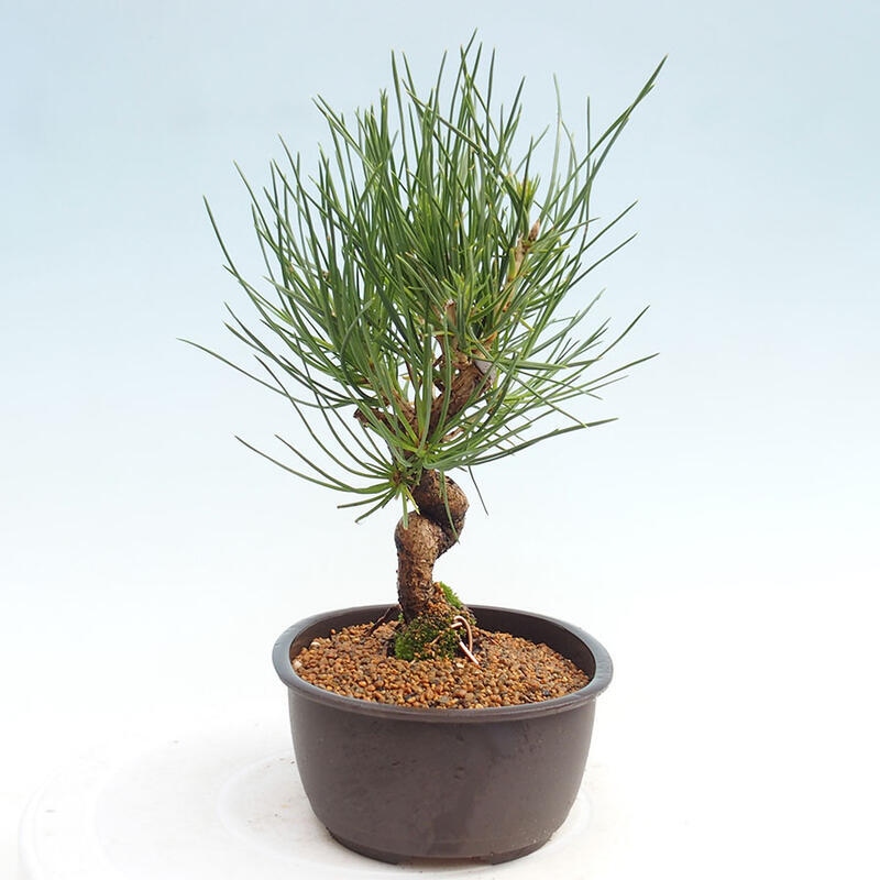 Venkovní bonsai - Pinus thunbergii - Borovice thunbergova