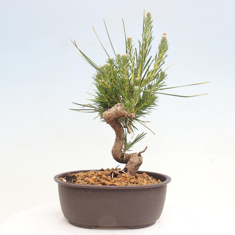 Venkovní bonsai - Pinus thunbergii - Borovice thunbergova