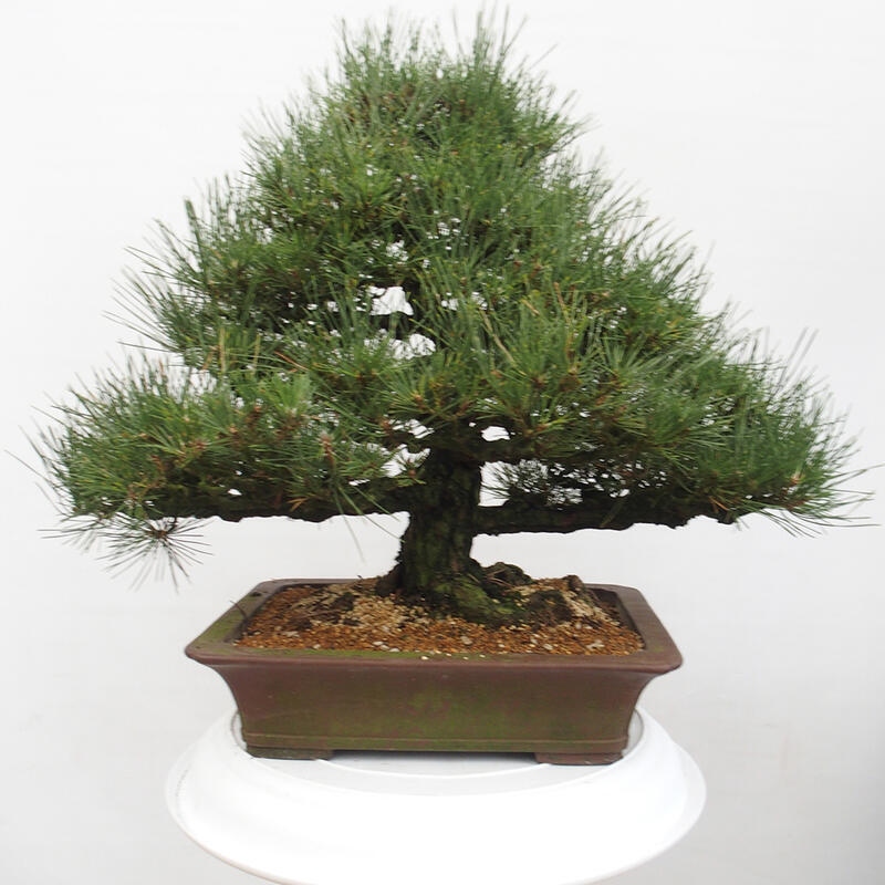 Venkovní bonsai - Pinus thunbergii - Borovice thunbergova