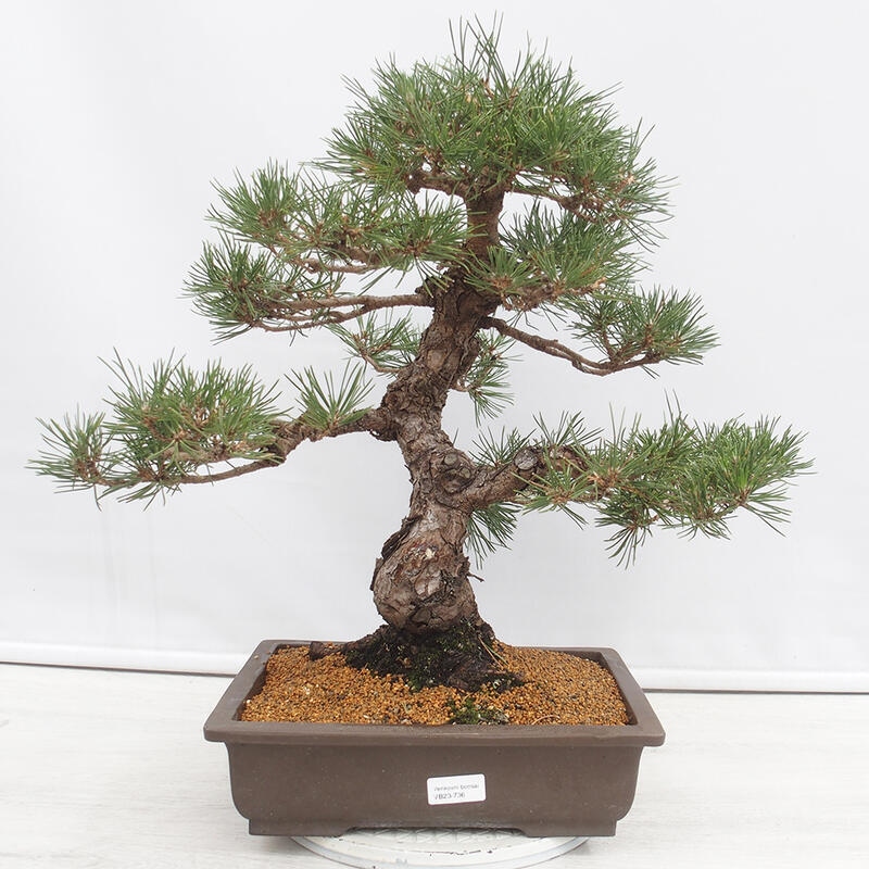 Venkovní bonsai - Pinus thunbergii - Borovice thunbergova