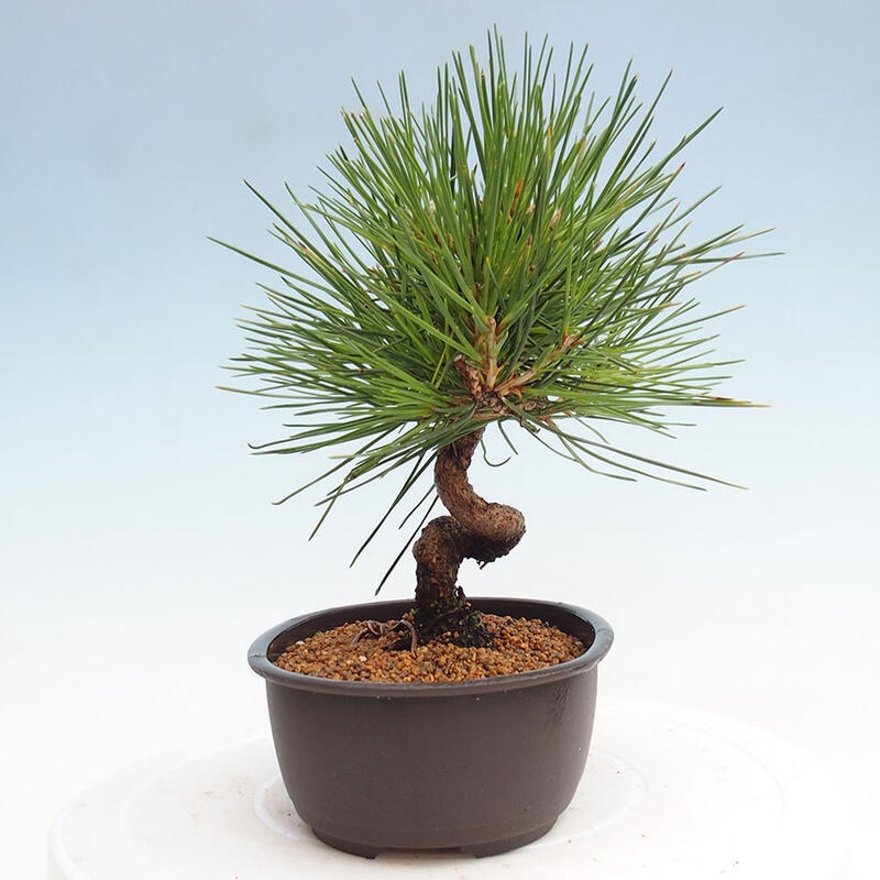 Venkovní bonsai - Pinus thunbergii - Borovice thunbergova