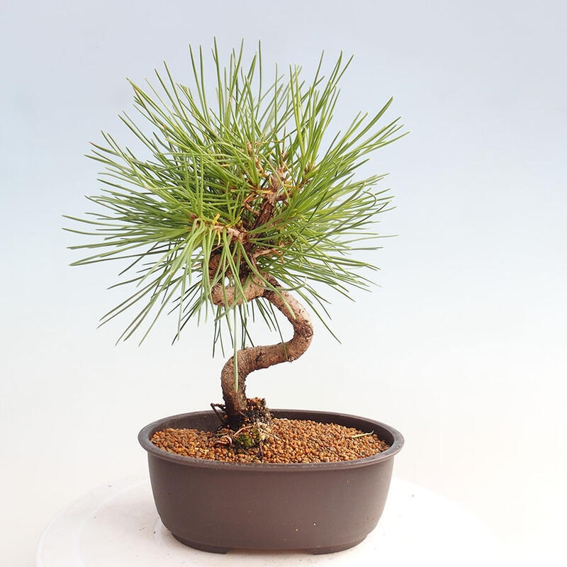 Venkovní bonsai - Pinus thunbergii - Borovice thunbergova