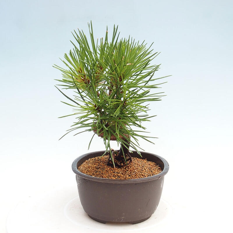 Venkovní bonsai - Pinus thunbergii - Borovice thunbergova