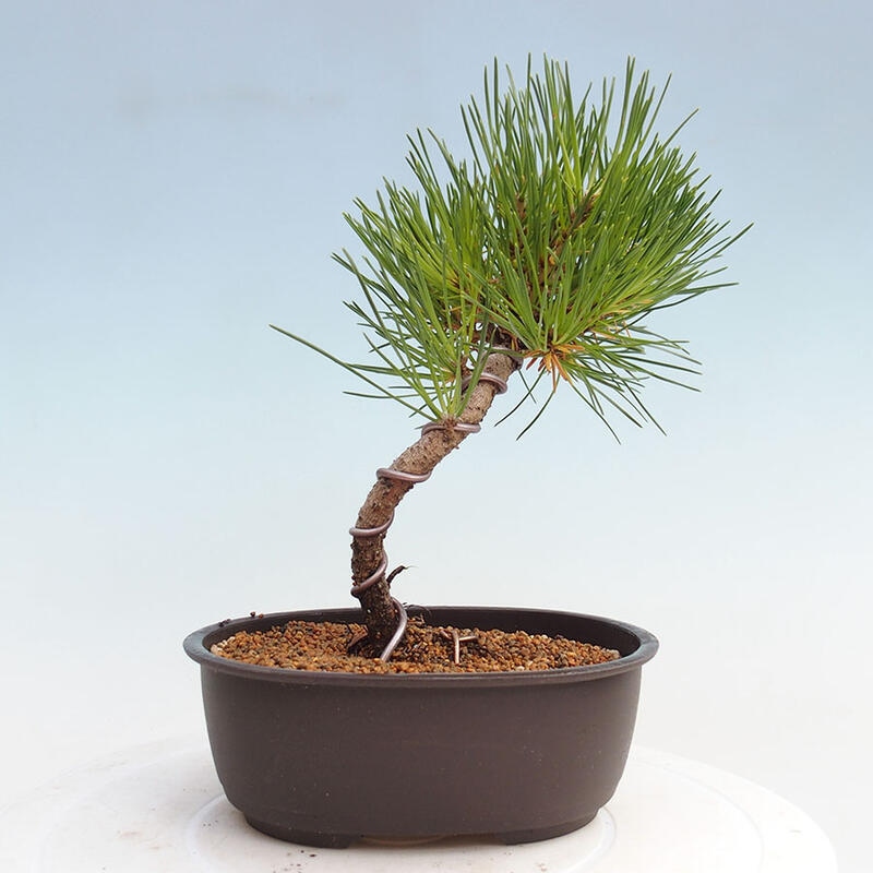 Venkovní bonsai - Pinus thunbergii - Borovice thunbergova