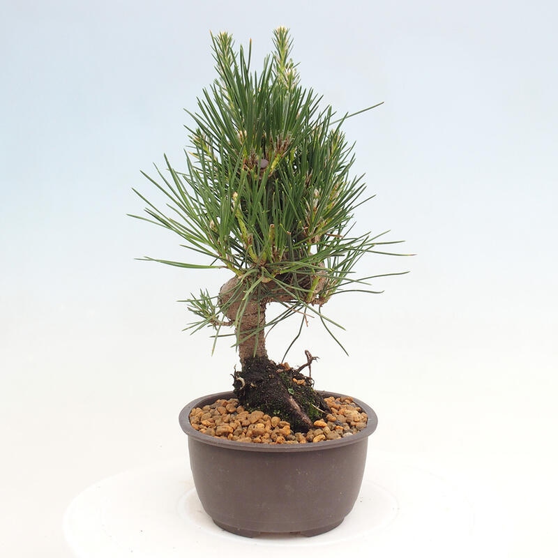 Venkovní bonsai - Pinus thunbergii - Borovice thunbergova