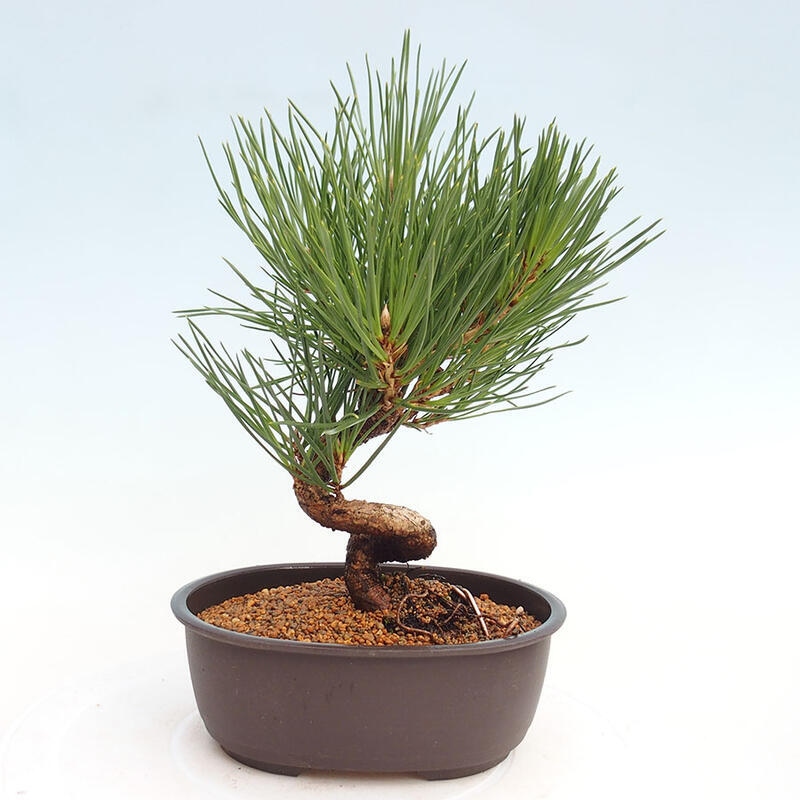 Venkovní bonsai - Pinus thunbergii - Borovice thunbergova