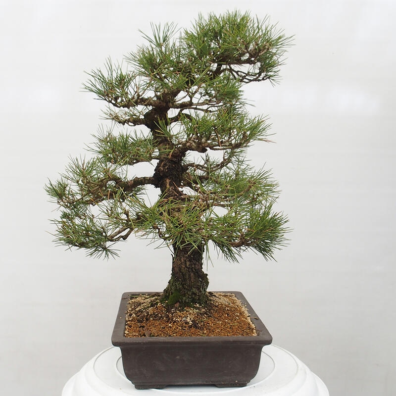 Venkovní bonsai - Pinus thunbergii - Borovice thunbergova