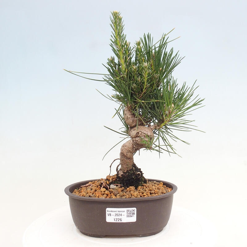 Venkovní bonsai - Pinus thunbergii - Borovice thunbergova