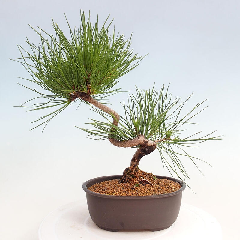 Venkovní bonsai - Pinus thunbergii - Borovice thunbergova